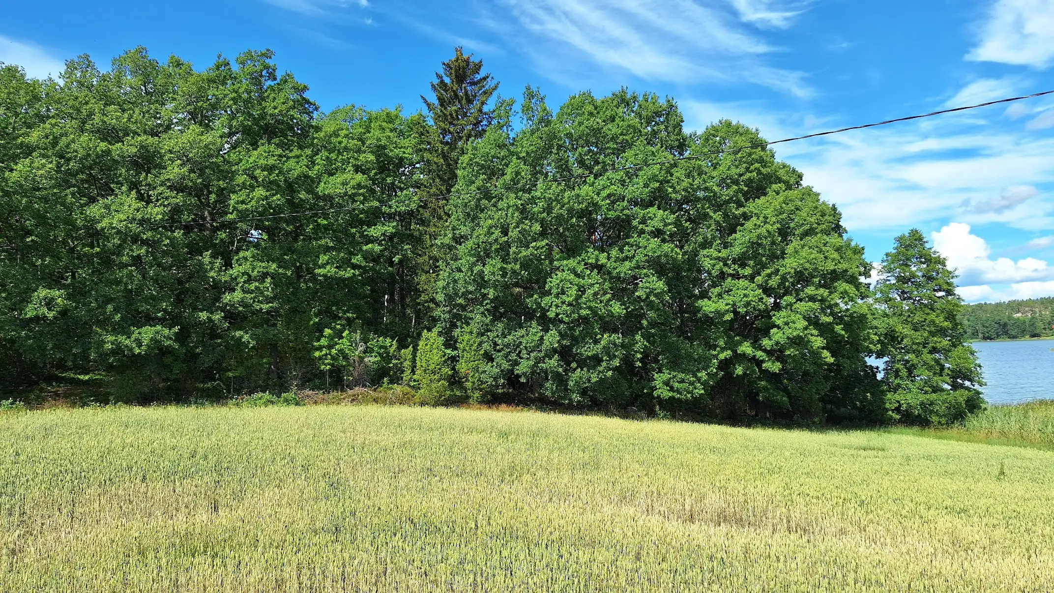 Oak forest and sea view
