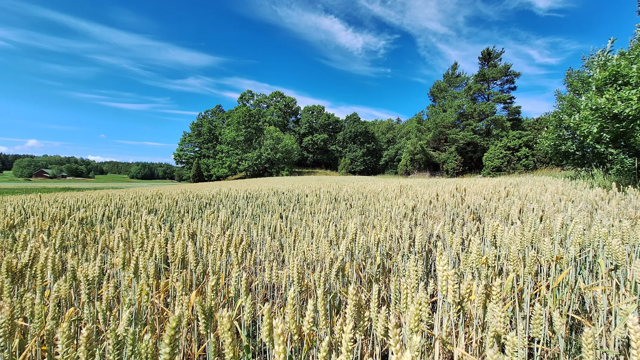 Wheat field at Kinttalan tila in Rymättylä