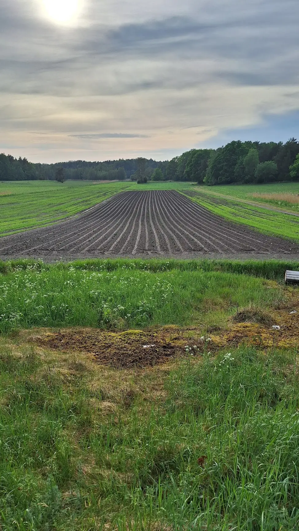 Vasta istutettu perunapelto kevätauringossa