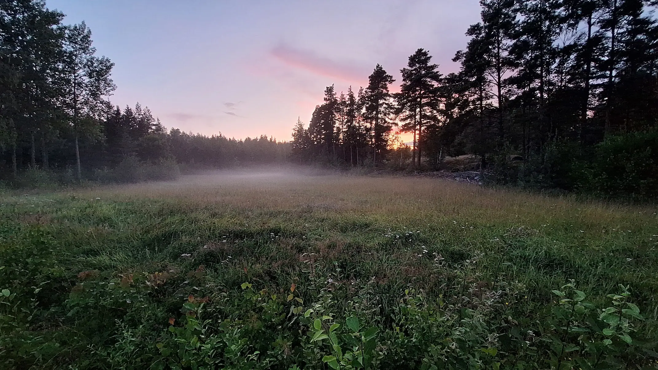 Niitty hämärän aikaan, sumua niityllä